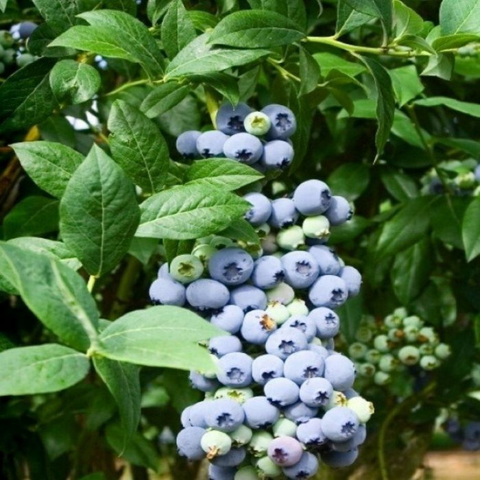 Vaccinium\u0020corymbosum\u0020\u0027Goldtraube\u002071\u0027\u0020\u002D\u0020Heidelbeere Vaccinium\u0020corymbosum\u0020\u0027Goldtraube\u002071\u0027\u0020\u002D\u0020Heidelbeere