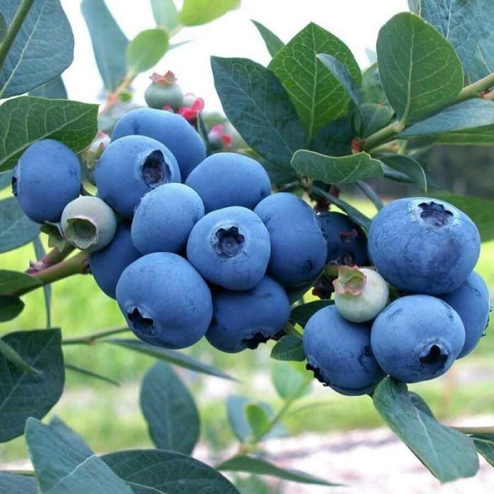 Vaccinium\u0020corymbosum\u0020\u0027Hortblue\u0020Petite\u0027\u0020\u002D\u0020Heidelbeere Vaccinium\u0020corymbosum\u0020\u0027Hortblue\u0020Petite\u0027\u0020\u002D\u0020Heidelbeere