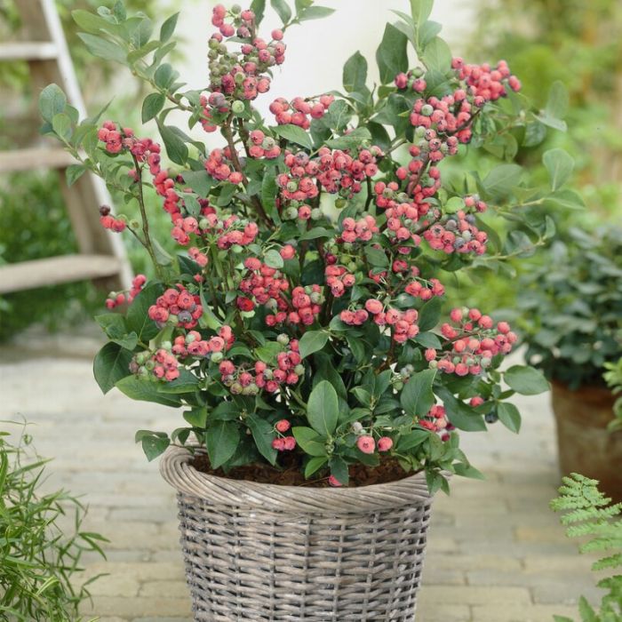 Vaccinium\u0020corymbosum\u0020\u0027Pink\u0020Lemonade\u0027\u0020\u002D\u0020Heidelbeere Vaccinium\u0020corymbosum\u0020\u0027Pink\u0020Lemonade\u0027\u0020\u002D\u0020Heidelbeere