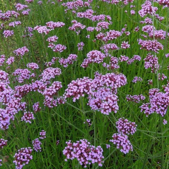 Verbena bonariensis - Eisenkraut Verbena bonariensis - Eisenkraut