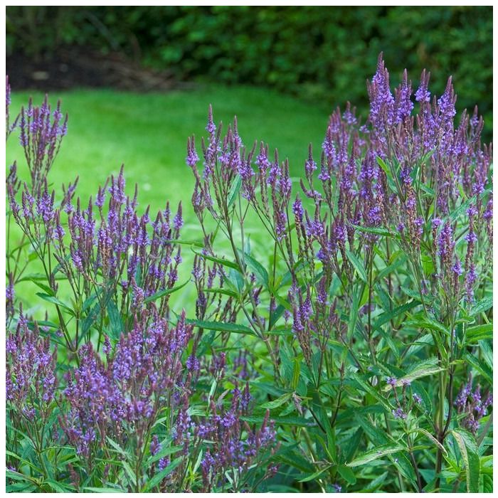 Verbena\u0020hastata\u0020\u002D\u0020Eisenkraut Verbena\u0020hastata\u0020\u002D\u0020Eisenkraut