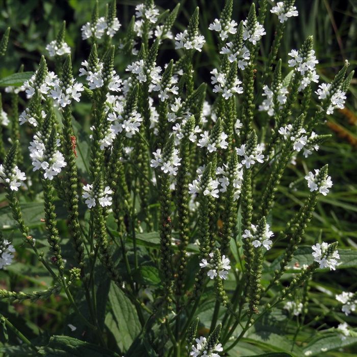 Verbena hastata 'Alba' - Eisenkraut Verbena hastata 'Alba' - Eisenkraut
