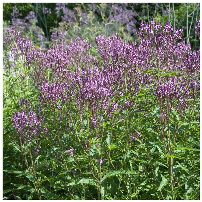 Verbena\u0020hastata\u0020\u0027Rosea\u0027\u0020\u002D\u0020Eisenkraut Verbena\u0020hastata\u0020\u0027Rosea\u0027\u0020\u002D\u0020Eisenkraut