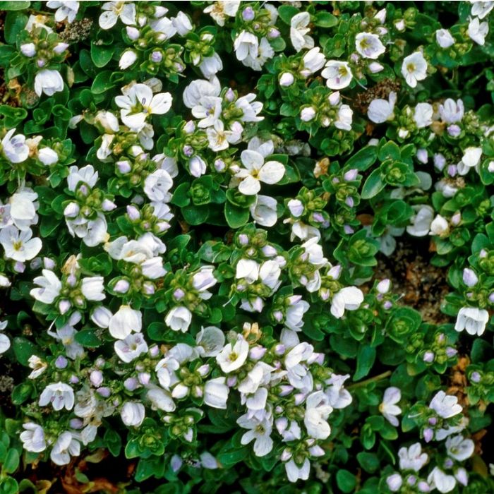 Kriechender Ehrenpreis blau | Veronica repens kaufen? | Grnes Paradies