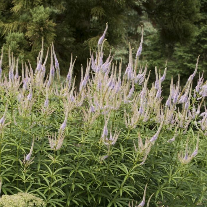 Veronicastrum virginicum 'Lavendelturm' - Ehrenpreis Veronicastrum virginicum 'Lavendelturm' - Ehrenpreis