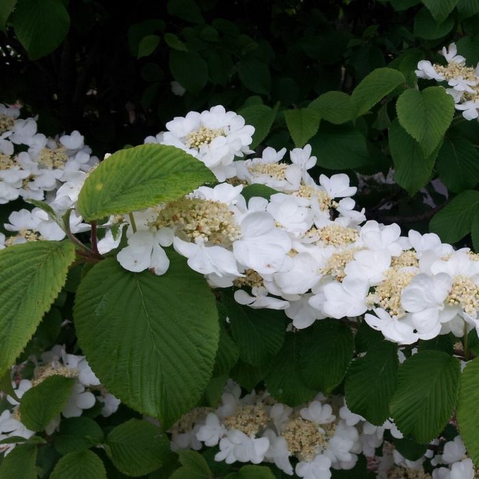 Viburnum\u0020plicatum\u0020\u0027Grandiflorum\u0027\u0020\u002D\u0020Schneeball Viburnum\u0020plicatum\u0020\u0027Grandiflorum\u0027\u0020\u002D\u0020Schneeball