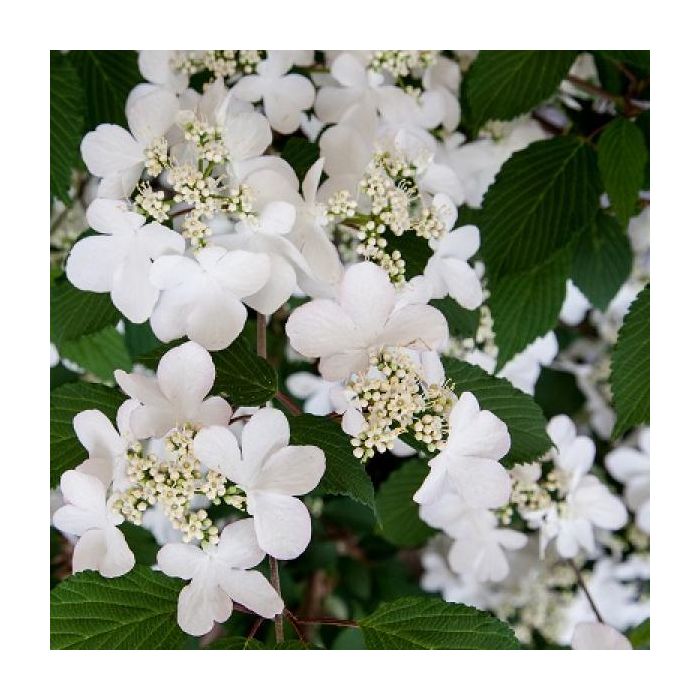 Viburnum plicatum 'Kilimandjaro' - Schneeball