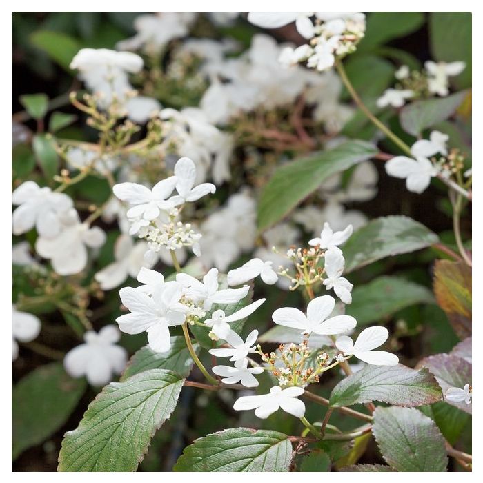 Viburnum\u0020plicatum\u0020\u0027Watanabe\u0027\u0020\u002D\u0020Schneeball Viburnum\u0020plicatum\u0020\u0027Watanabe\u0027\u0020\u002D\u0020Schneeball