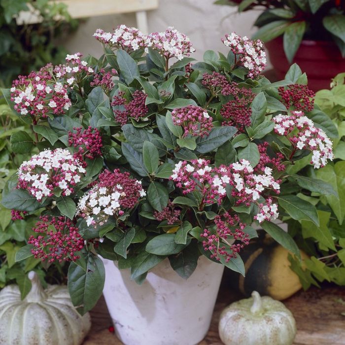 Viburnum\u0020tinus\u0020\u0027Gwenllian\u0027\u0020\u002D\u0020Schneeball Viburnum\u0020tinus\u0020\u0027Gwenllian\u0027\u0020\u002D\u0020Schneeball