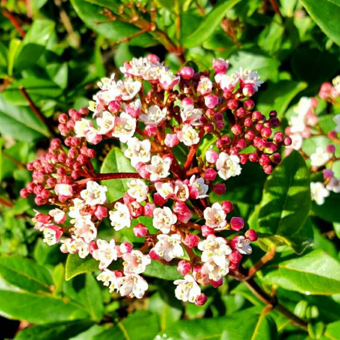 Viburnum\u0020tinus\u0020\u0027Ladybird\u0027\u0020\u002D\u0020Schneeball Viburnum\u0020tinus\u0020\u0027Ladybird\u0027\u0020\u002D\u0020Schneeball