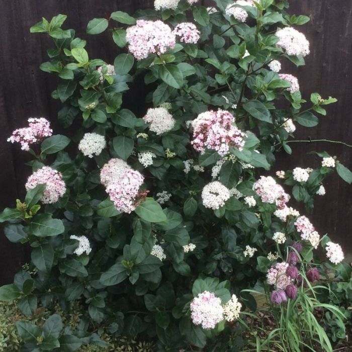 Viburnum\u0020tinus\u0020\u0027Lisarose\u0027\u0020\u002D\u0020Schneeball Viburnum\u0020tinus\u0020\u0027Lisarose\u0027\u0020\u002D\u0020Schneeball