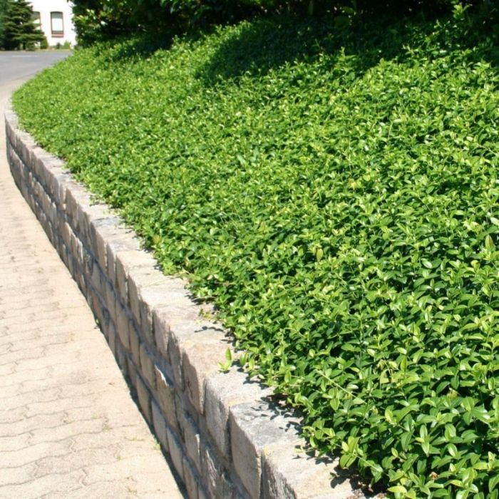Vinca minor 'Alba' - Kleines Immergrün
