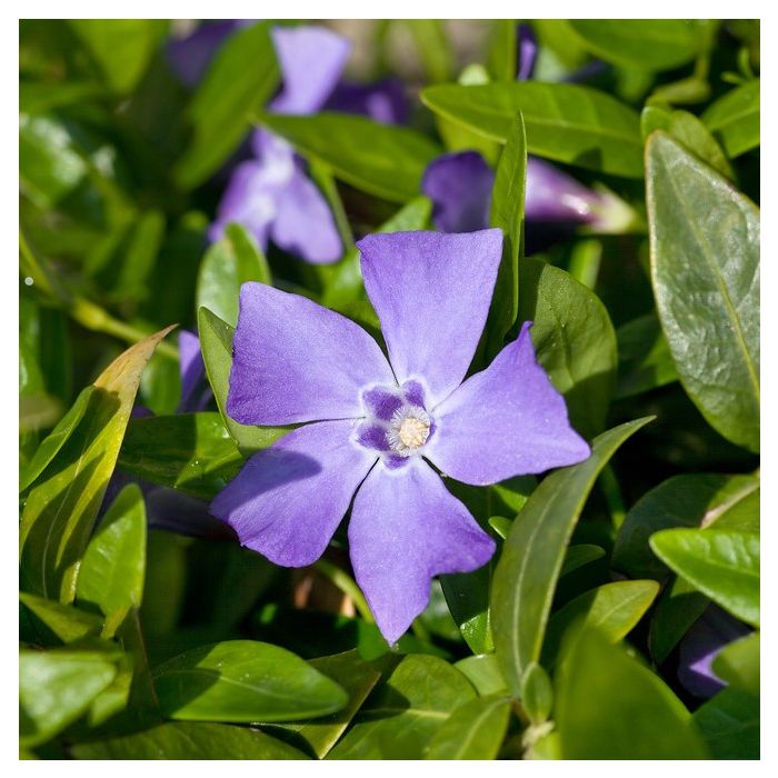 Vinca\u0020minor\u0020\u0027Marie\u0027\u0020\u002D\u0020Kleines\u0020Immergr\u00FCn Vinca\u0020minor\u0020\u0027Marie\u0027\u0020\u002D\u0020Kleines\u0020Immergr\u00FCn