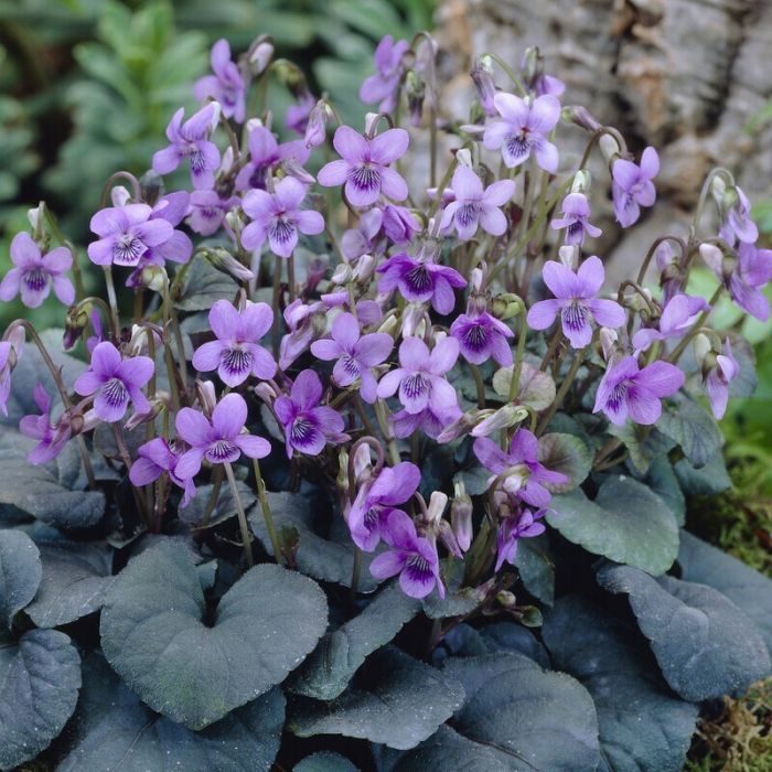 Viola labradorica - Veilchen