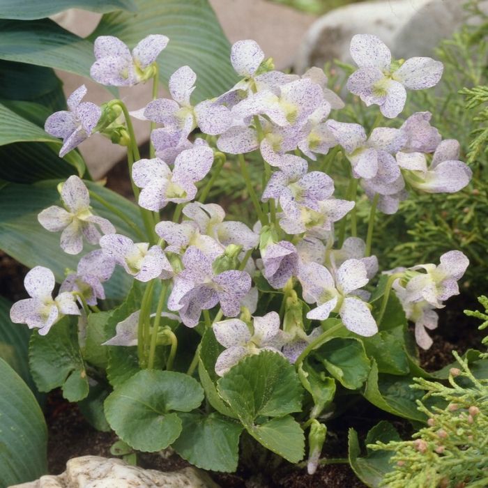 Viola sororia 'Freckles' - Veilchen Viola sororia 'Freckles' - Veilchen