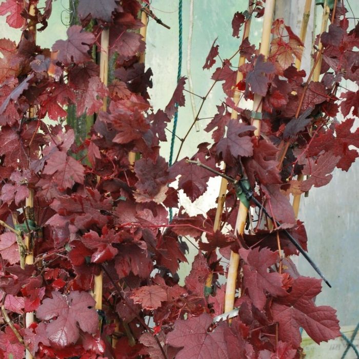 Vitis vinifera 'Purpurea' - Weinrebe
