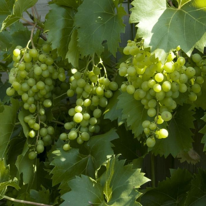 Vitis\u0020\u0027Vroege\u0020van\u0020der\u0020Laan\u0027\u0020\u002D\u0020Weinrebe Vitis\u0020\u0027Vroege\u0020van\u0020der\u0020Laan\u0027\u0020\u002D\u0020Weinrebe