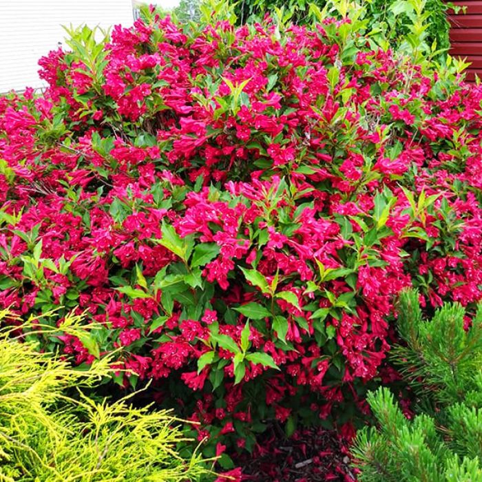 Weigela\u0020\u0027Red\u0020Prince\u0027\u0020\u002D\u0020Weigelie Weigela\u0020\u0027Red\u0020Prince\u0027\u0020\u002D\u0020Weigelie
