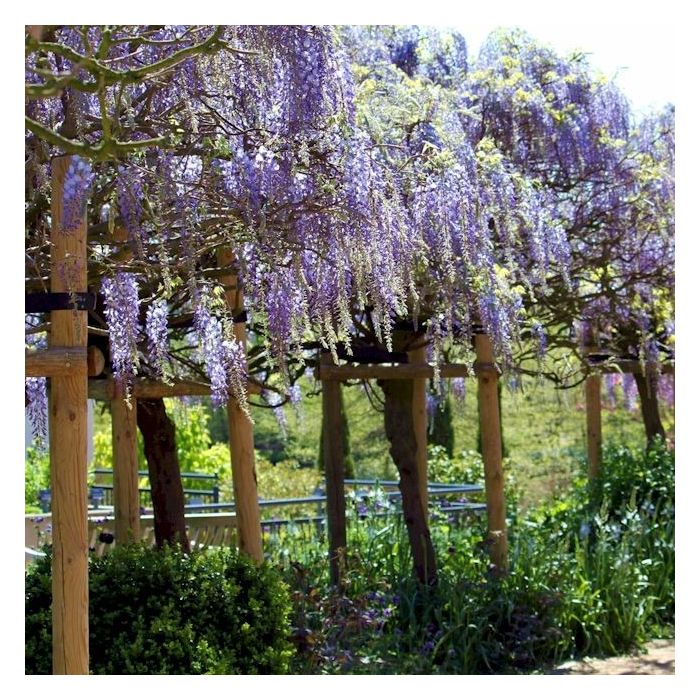 amazon bonsai set Bonsai Growing Kit, 4 Varieties with Seeds, Pots & Tools