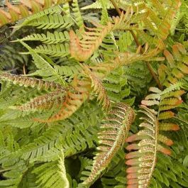Rotschleierfarn - Dryopteris erythrosora kaufen? | Grnes Paradies