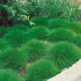 Brenfellgras grn | Festuca gautieri kaufen? | Grnes Paradies