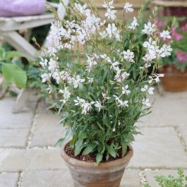 Prachtkerze wie - Gaura 'Whirling Butterflies' kaufen? | Grnes Paradies