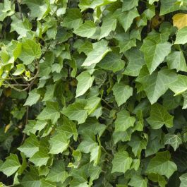 Hedera helix 'Woerner' - Efeu 'Woerner' kaufen? | Grnes Paradies