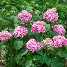 Hortensien rosa | Hydrangea 'The Orginal Pink' kaufen? | Grnes Paradies