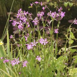 Lychnis flos-cuculi kaufen | Kuckucks-Lichtnelke fr Naturgrten | Grnes  Paradies