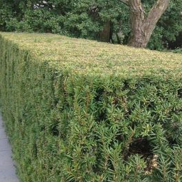 Eibe grn  Taxus baccata kaufen? | Grnes Paradies