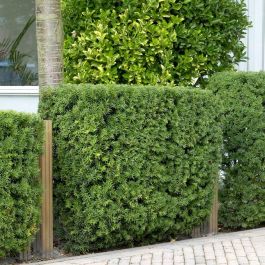 pflege der glückskastanie Pachira Aquatica Glückskastanie XL – vielgrün main image 1