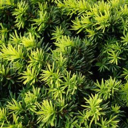 cowboy kaktus giftig Euphorbia Ingens 