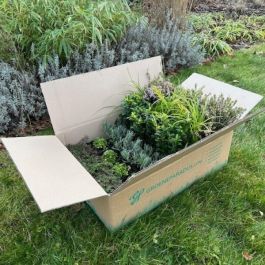 berraschungspaket mit Gartenpflanzen kaufen? | Grnes Paradies