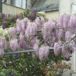Blauregen rosa | Wisteria floribunda 'Rosea' kaufen? | Grnes Paradies