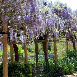Chinesischer Blauregen blau wei | Wisteria sinensis kaufen? | Grnes  Paradies