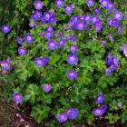 Geranium 'Rozanne' - Storchschnabel 