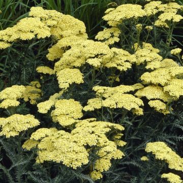 Achillea 'Credo' - Schafgarbe