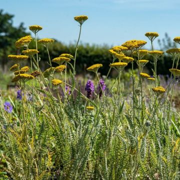 Achillea filipendula 'Coronation Gold' - Schafgarbe