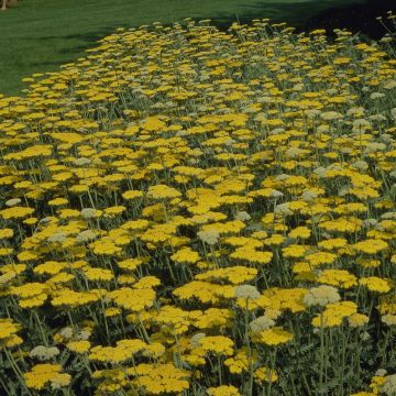 Achillea filipendulina 'Cloth of Gold' - Schafgarbe
