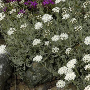 Achillea kellereri - Schafgarbe