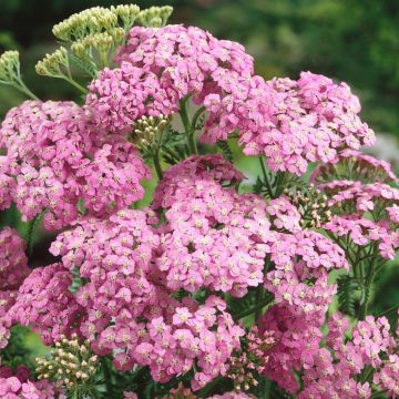 Achillea millefolium 'Lilac Beauty' - Schafgarbe