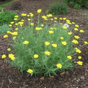 Achillea 'Little Moonshine' - Schafgarbe