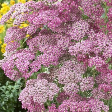 Achillea millefolium 'Apple Blossom' - Schafgarbe