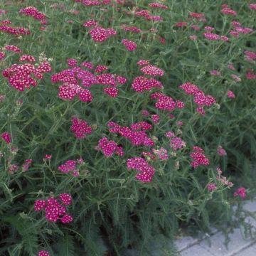 Achillea millefolium 'Cerise Queen' - Schafgarbe