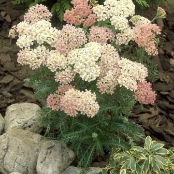 Achillea millefolium 'Lachsschönheit' - Schafgarbe