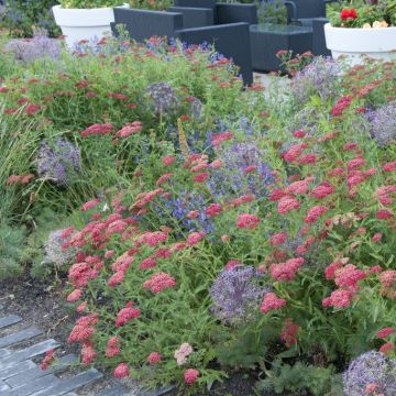 Achillea millefolium 'Paprika' - Schafgarbe