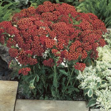 Achillea millefolium 'Red Velvet' - Schafgarbe