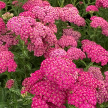 Achillea millefolium 'Saucy Seduction' - Schafgarbe