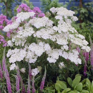 Achillea millefolium 'Schneetaler' - Schafgarbe
