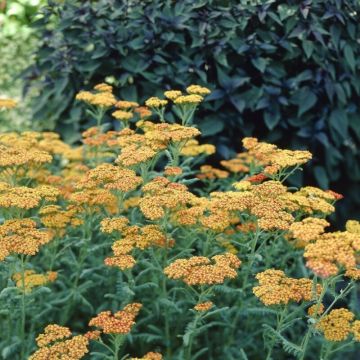 Achillea millefolium 'Terracotta' - Schafgarbe